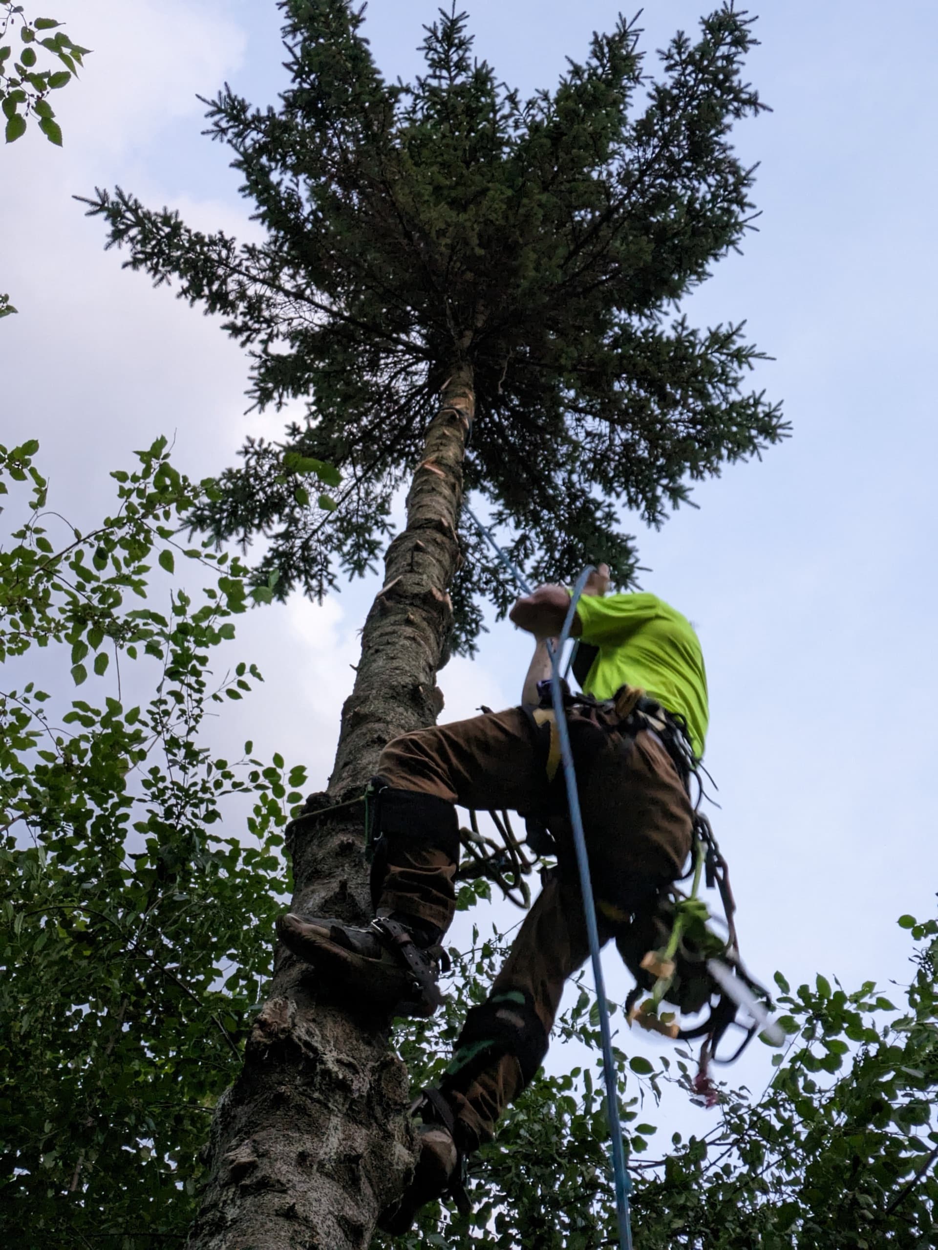 Aerial view from treetop during residential tree work